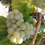 아파트 Weingut Matthias Dauns *