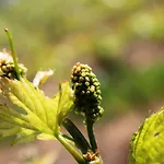 Weingut Matthias Dauns