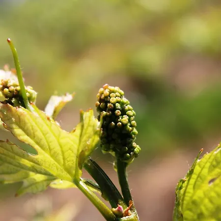 Weingut Matthias Dauns