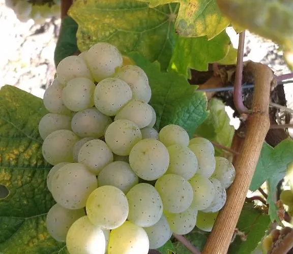דירה Weingut Matthias Dauns *