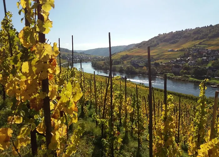 Weingut Matthias Dauns * Reil