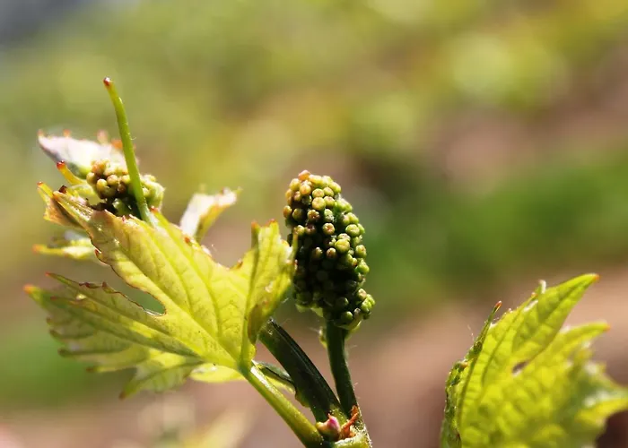 Weingut Matthias Dauns